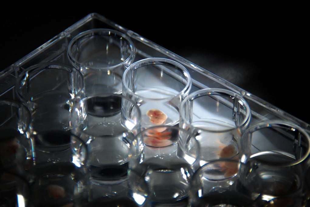 Terobosan 3D Model Embrio Tikus Awal Buka Rahasia Penyakit dan Regenerasi Organ