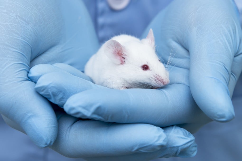 Peneliti Cina Aktifkan Kembali Regenerasi Telinga Tikus dengan Asam Retinoat