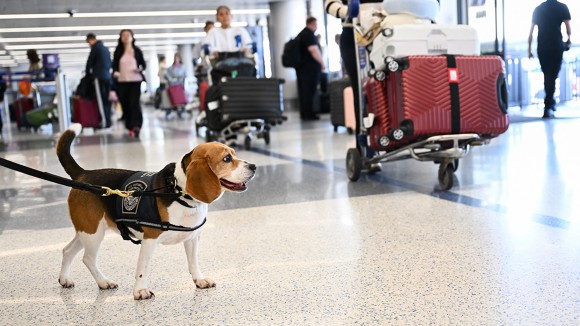 Kasus Ilmuwan Asing Dituduh Selundupkan Bahan Biologi ke AS Meningkat