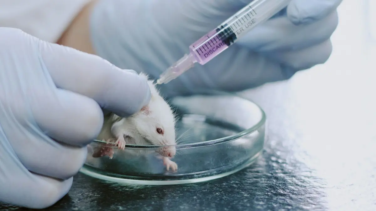 Ilmuwan Cina Aktifkan Gen Hilang untuk Regenerasi Jaringan Telinga Tikus