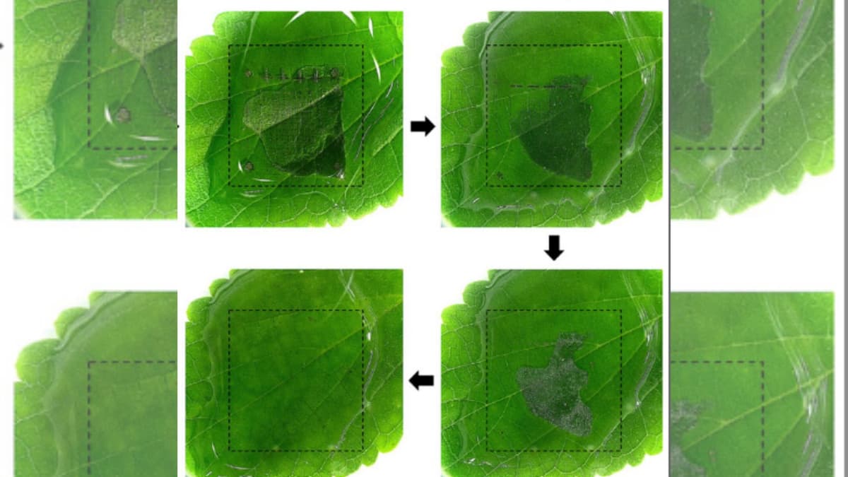 Perangkat Memori Ramah Lingkungan Terurai dalam Air untuk Masa Depan Berkelanjutan