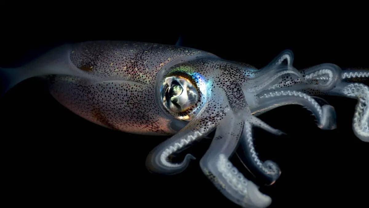 Penemuan Fosil Menunjukkan Cumi-cumi Pernah Kuasai Laut Purba