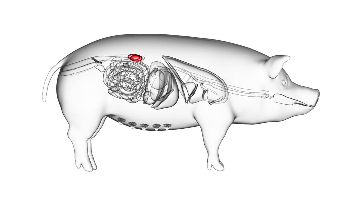 Terobosan Baru Mengurangi Penolakan Imun pada Transplantasi Ginjal Babi ke Manusia