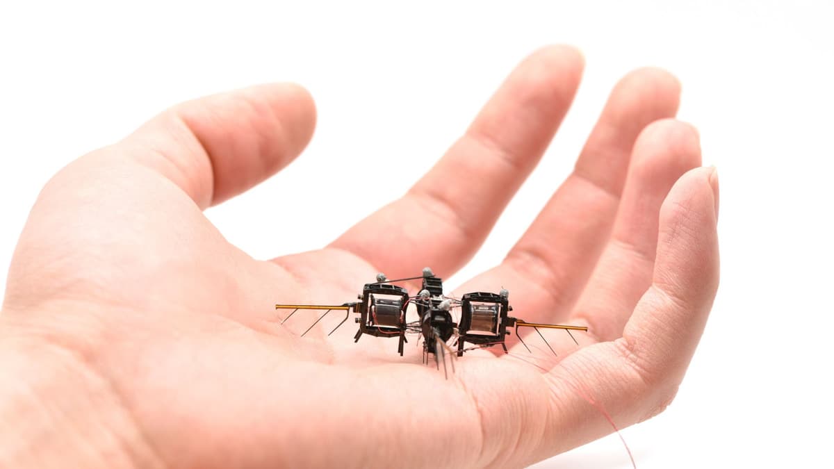 Rahasia Otak Kecil Lebah yang Menginspirasi Kecerdasan Buatan dan Robot Terbang