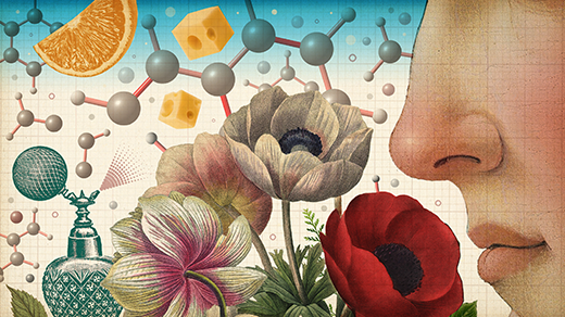 Mengungkap Rahasia Indra Penciuman Manusia yang Sering Diremehkan