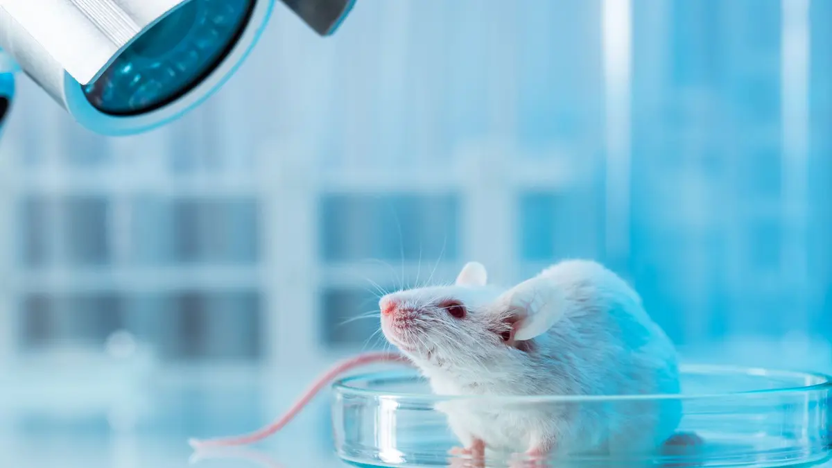 Metode Cepat dan Aman Membuat Sel Paru Langsung Dari Jaringan Tikus