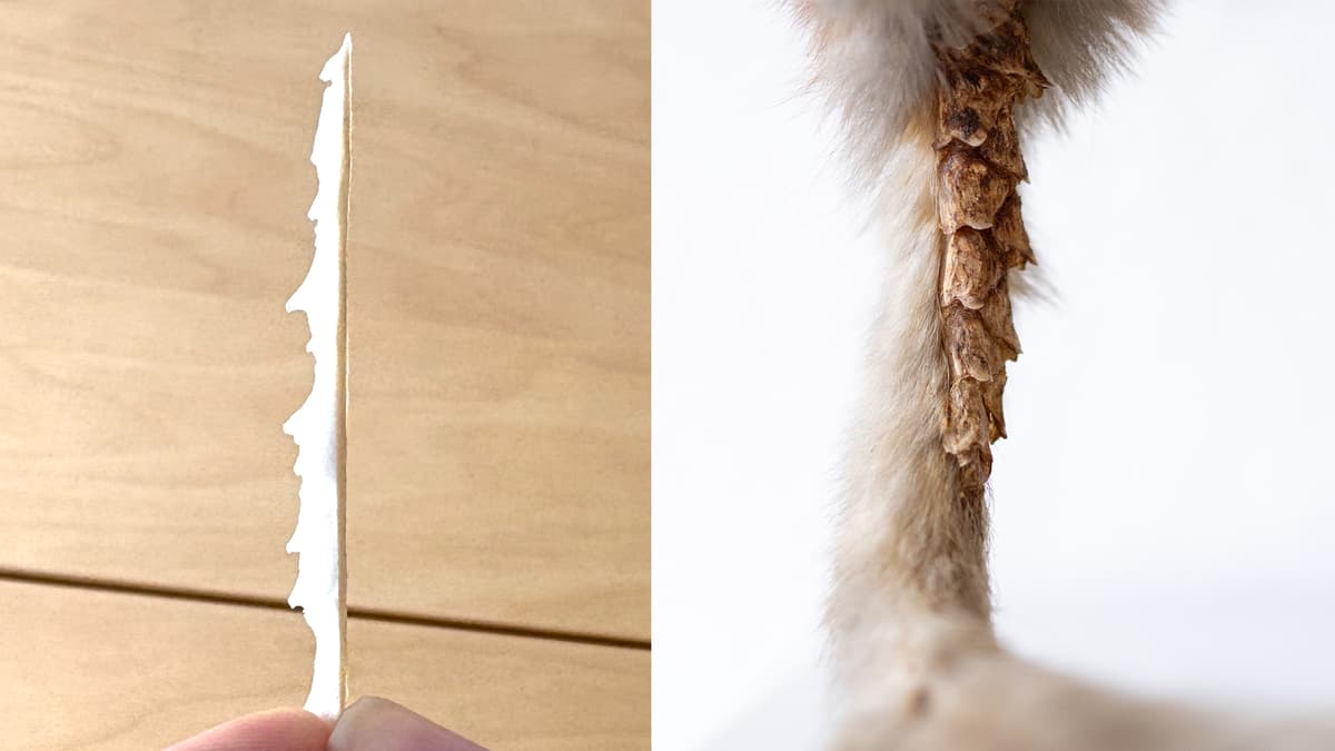 Meniru Ekor Tupai Bersisik untuk Robot dan Drone Lebih Stabil dan Hemat Energi