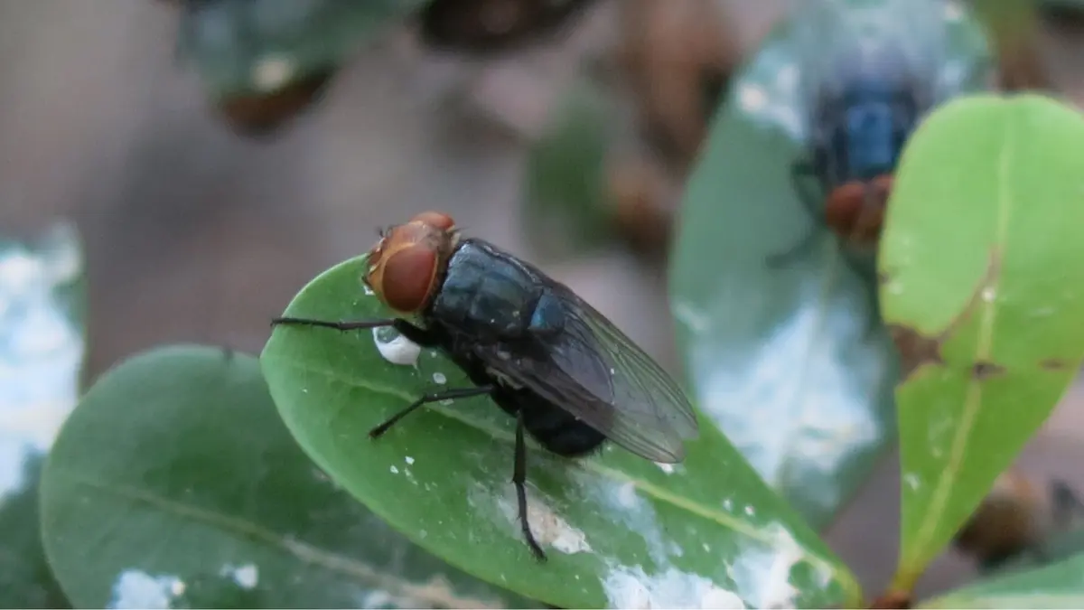 USDA Lepas Miliaran Lalat Steril untuk Hentikan Parasit Menggerogoti Ternak