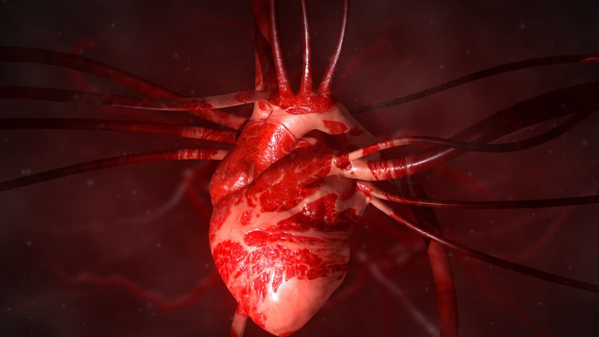 Terobosan Baru: Jantung Manusia Tumbuh dan Berdetak dalam Embrio Babi