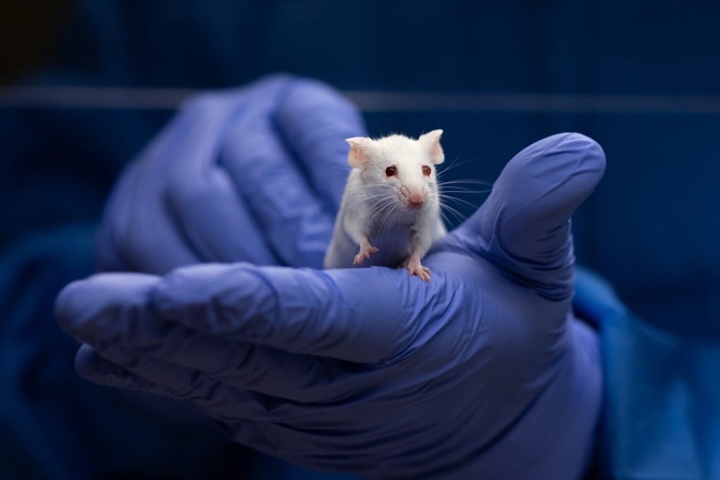 Ilmuwan China Temukan Saklar Genetik untuk Regenerasi Telinga Tikus