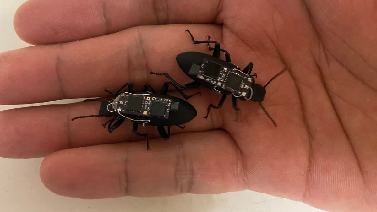 Kumbang Cyborg: Penyelamat Miniatur untuk Misi Pencarian Korban Bencana