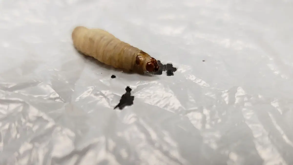 Ulat Jutaan Bisa Mengurai Plastik Polyethylene dalam 24 Jam, Solusi Polusi Plastik Baru