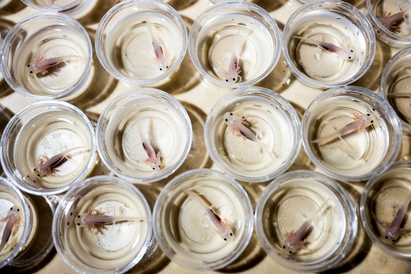 Rahasia Regenerasi Axolotl: Membuka Jalan untuk Memulihkan Organ Manusia