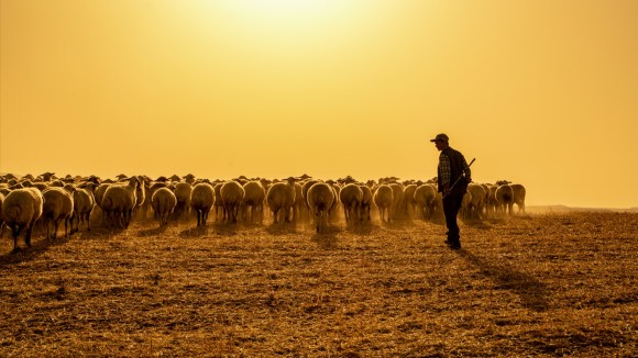 Bagaimana Peternakan Kuno Memicu Penyakit dari Hewan ke Manusia
