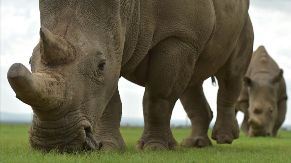 Protein Kuno dari Fosil Badak Ungkap Evolusi 23 Juta Tahun Lalu