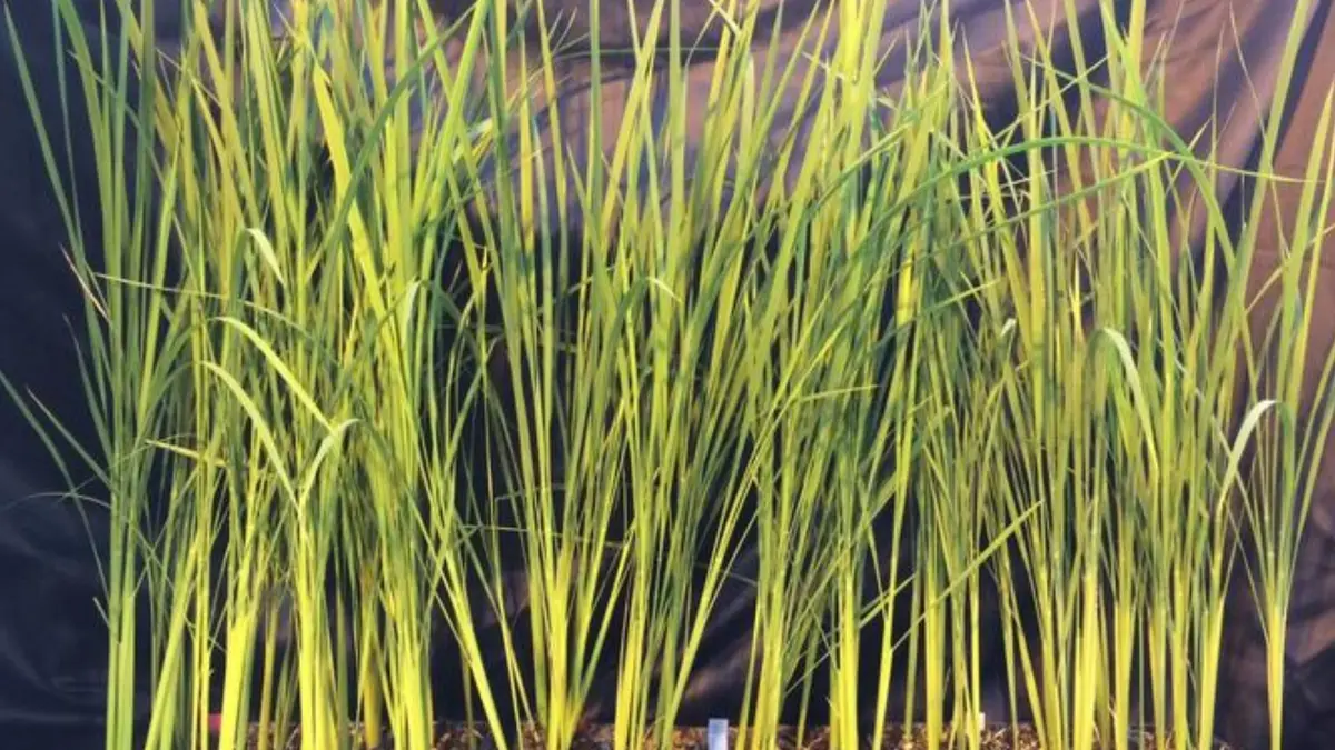 Inovasi Padi Super-Dwarf untuk Misi Antariksa dan Lingkungan Ekstrim