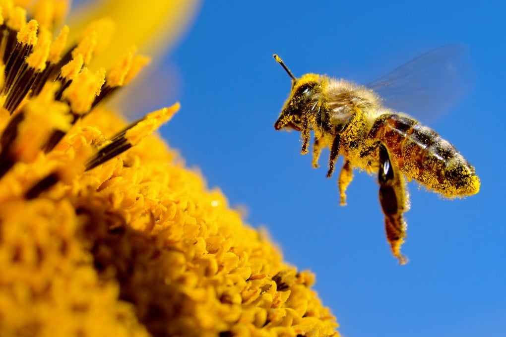 Perangkat Pengendali Otak Lebah Ciptakan Solusi Baru Cari Korban Gempa
