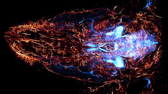 Metode Cepat dan Akurat untuk Pemetaan Saraf Seluruh Tubuh Tikus