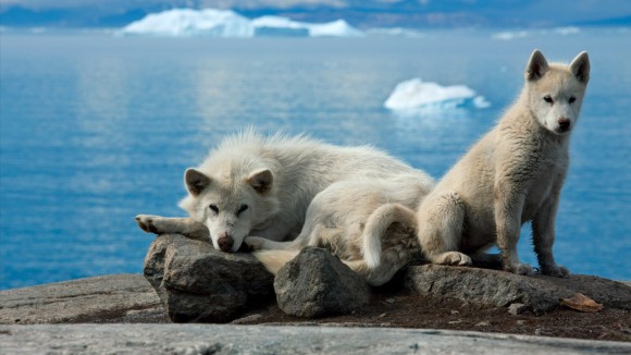 Studi Genetik Ungkap Qimmit Greenland Tak Banyak Turunan Serigala