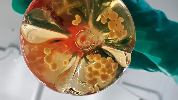 Peneliti Berhasil Membuat Mini Organ dengan Pembuluh Darah di Laboratorium