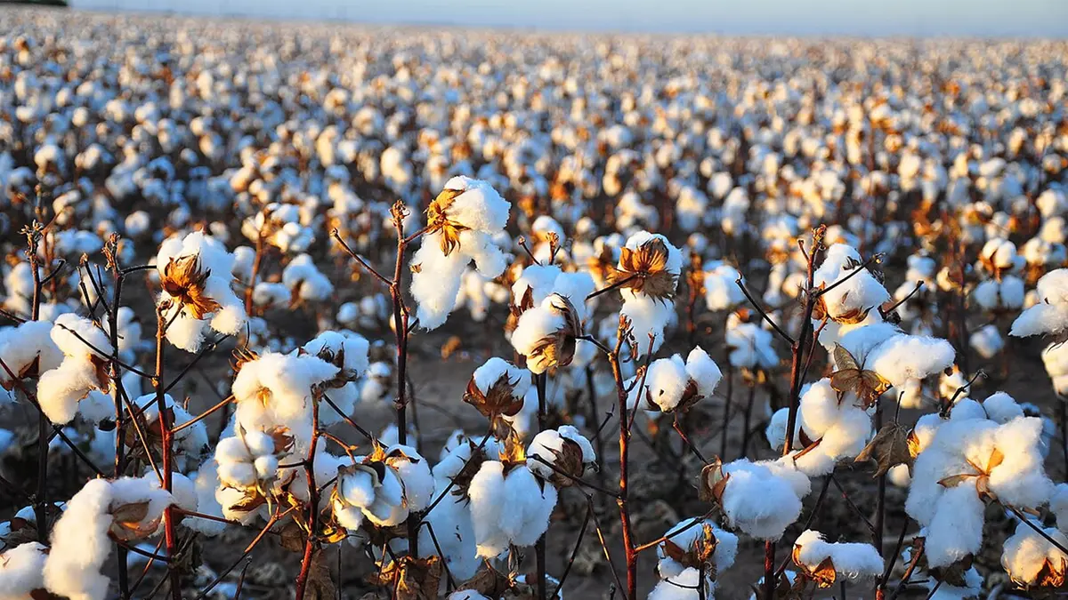 Robot Laser Pertama Dunia Otomatisasi Proses Cotton Topping di Tiongkok