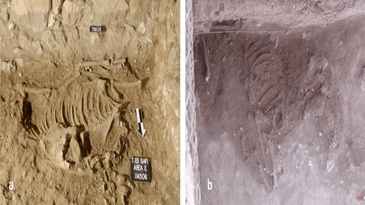 Penemuan Keledai Pengorbanan Mengubah Pemahaman Hubungan Kanaan-Mesir Kuno