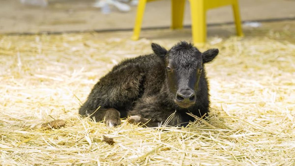 Inovasi Kloning Yak di Tibet Dukung Ketahanan Pangan dan Ekonomi Lokal