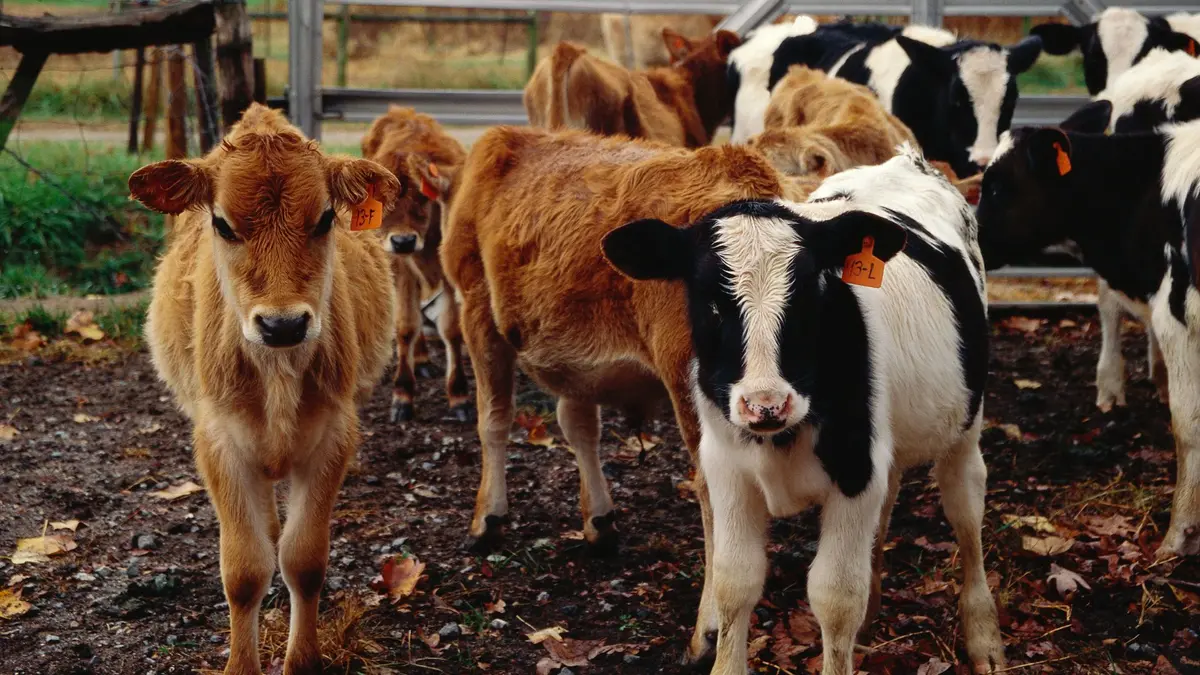 Penemuan Cara Virus Flu Burung H5N1 Menginfeksi Susu Sapi dan Cara Mencegahnya