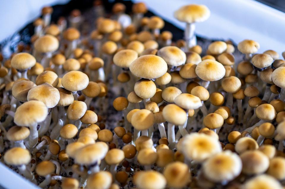 Perusahaan Psychedelics Red Light Holland Gunakan Bitcoin Setelah Debanking