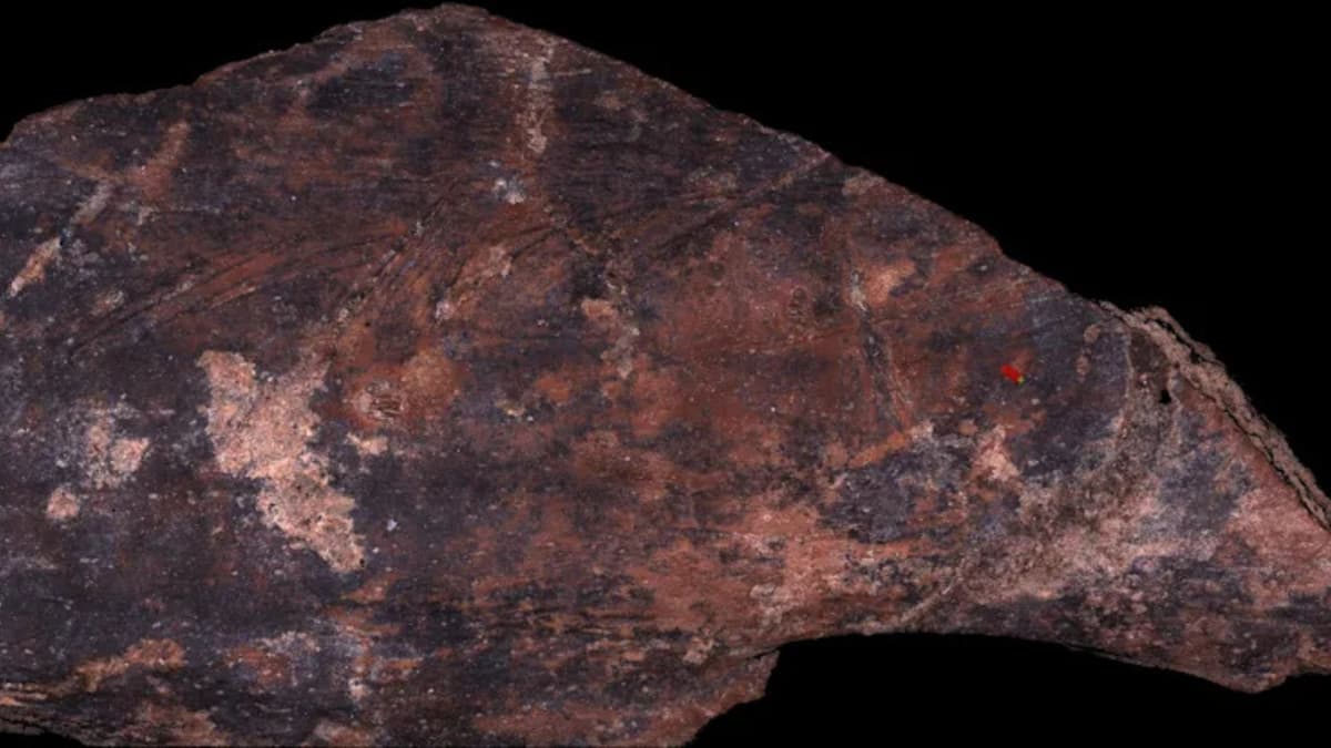 Neanderthal Punya Tradisi Memotong Daging yang Berbeda di Gua Terdekat