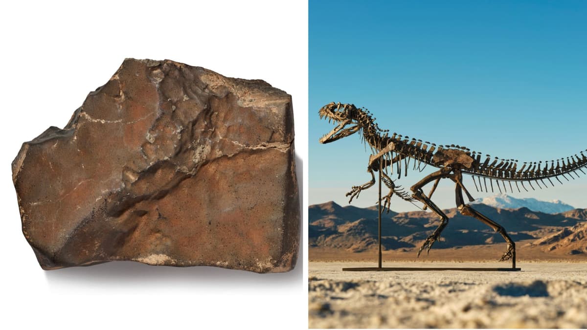 Fosil Dinosaurus Langka Terjual Rp 501.57 miliar ($30,5 Juta)  di Sotheby’s Geek Week 2025