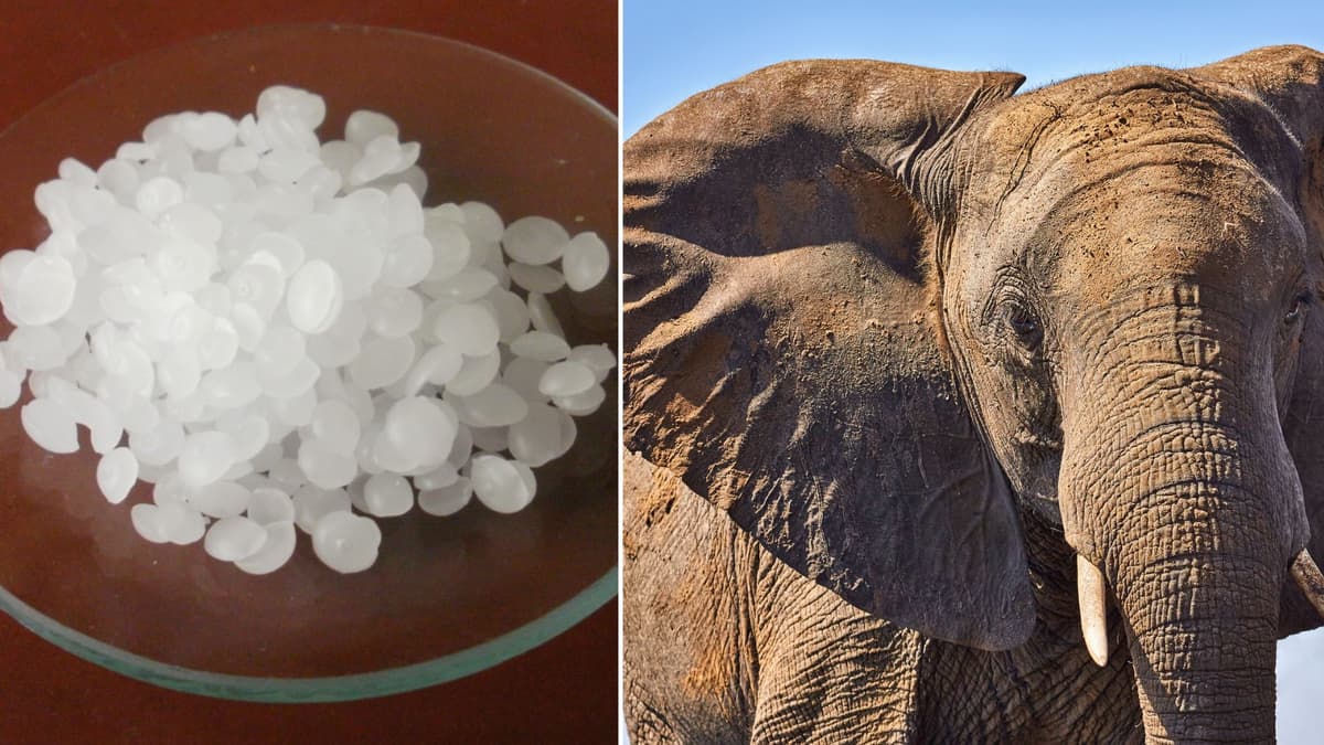 Material Semen Pintar yang Meniru Cara Tubuh Hewan Mengatur Suhu Bangunan