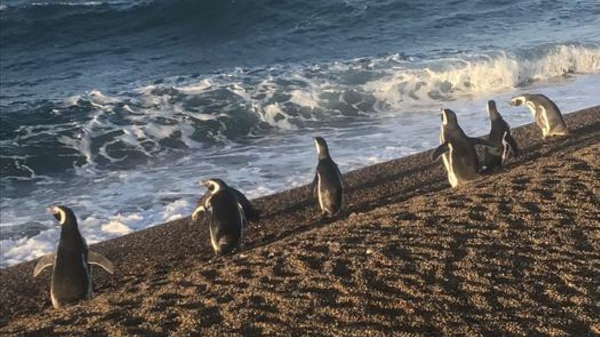 Strategi Navigasi Cerdik Penguin Magellan Memanfaatkan Arus Laut untuk Hemat Energi