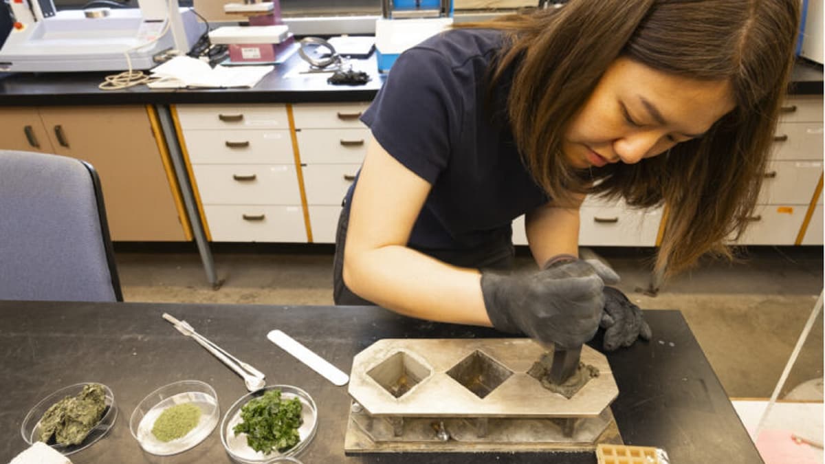 Rumput Laut Hijau: Kunci Beton Ramah Lingkungan dengan Emisi Lebih Rendah