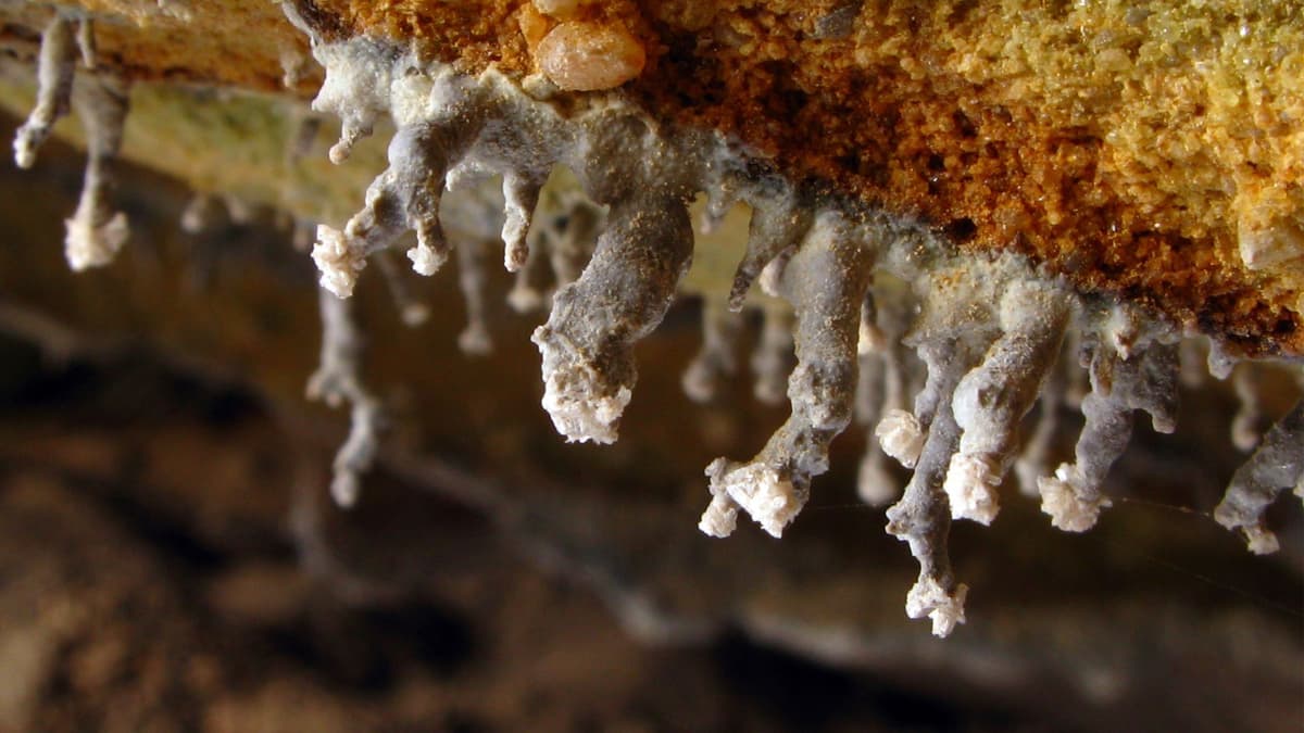 Mikroba Hidup Tanpa Matahari: Energi Terjadi dari Patahan Batu Bumi