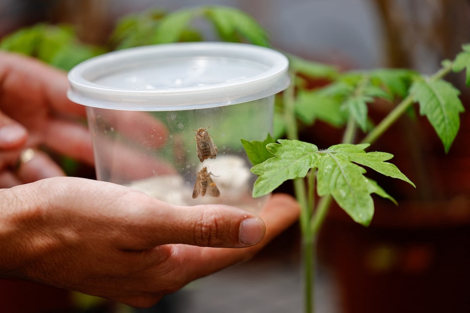 Tanaman dan Ngengat Berkomunikasi Lewat Suara Ultrasonik untuk Bertahan Hidup