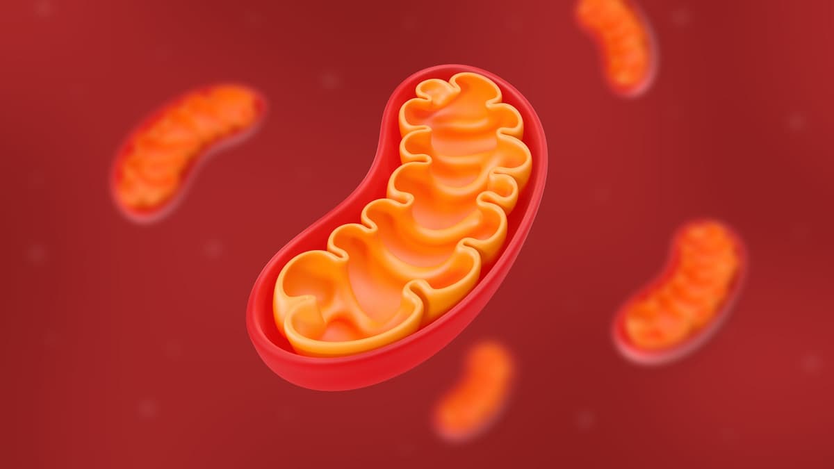 Mencegah Kerusakan DNA Mitokondria untuk Cegah Penyakit Kronis
