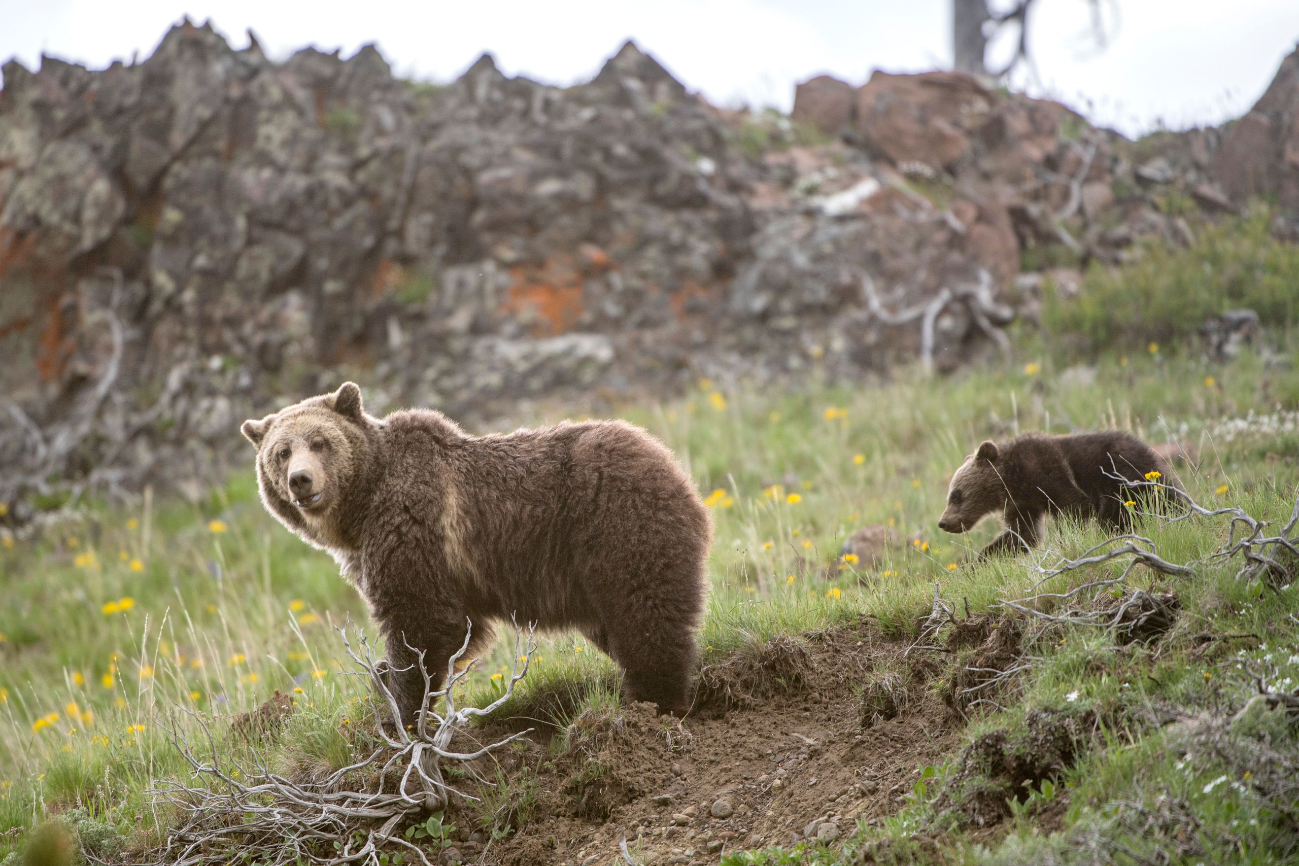 Perjalanan Panjang dan Perdebatan Tentang Masa Depan Beruang Grizzly Yellowstone