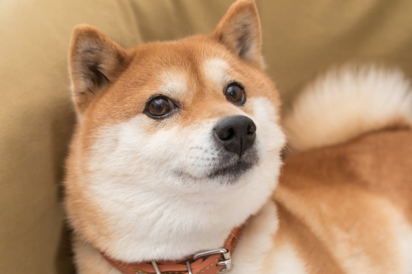Dogecoin vs Shiba Inu: Mana Meme Token yang Layak Investasi Jangka Panjang?