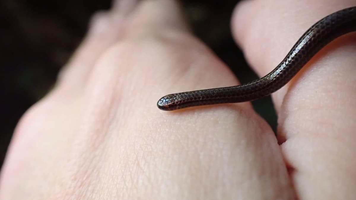 Penemuan Kembali Ular Terkecil Dunia di Barbados Beri Harapan Baru Konservasi