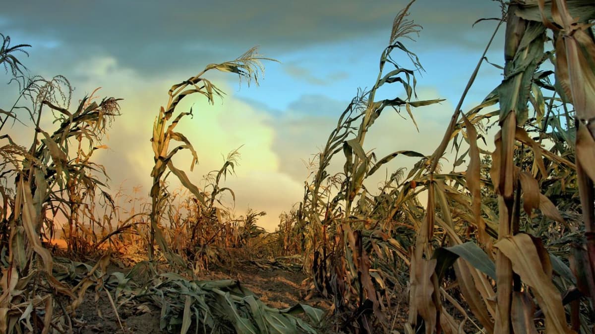 Dampak Serius Musim Dingin Nuklir pada Produksi Jagung Global dan Solusinya