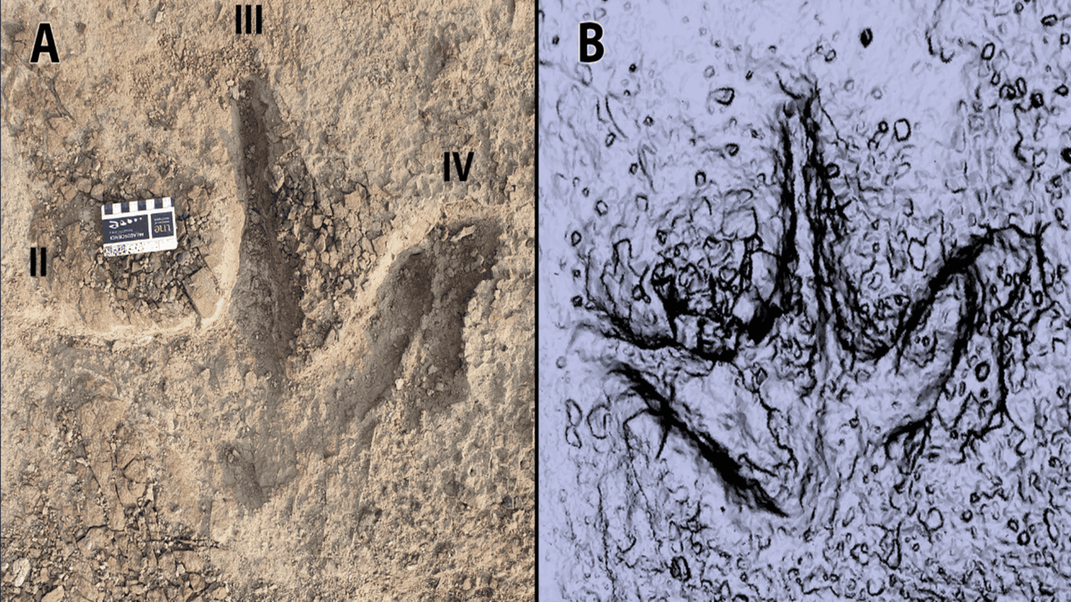 Jejak Kaki Dinosaurus Ungkap Herding Multispesies di Kanada