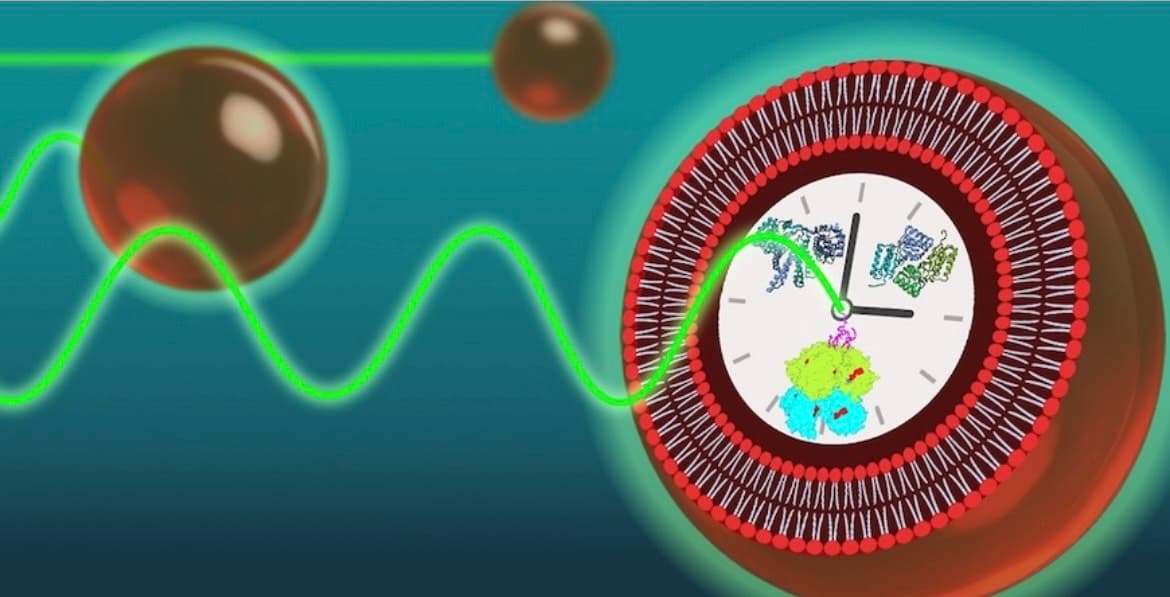 Peneliti Ciptakan Sel Sintetis dengan Ritme Jam Biologis 24 Jam Stabil