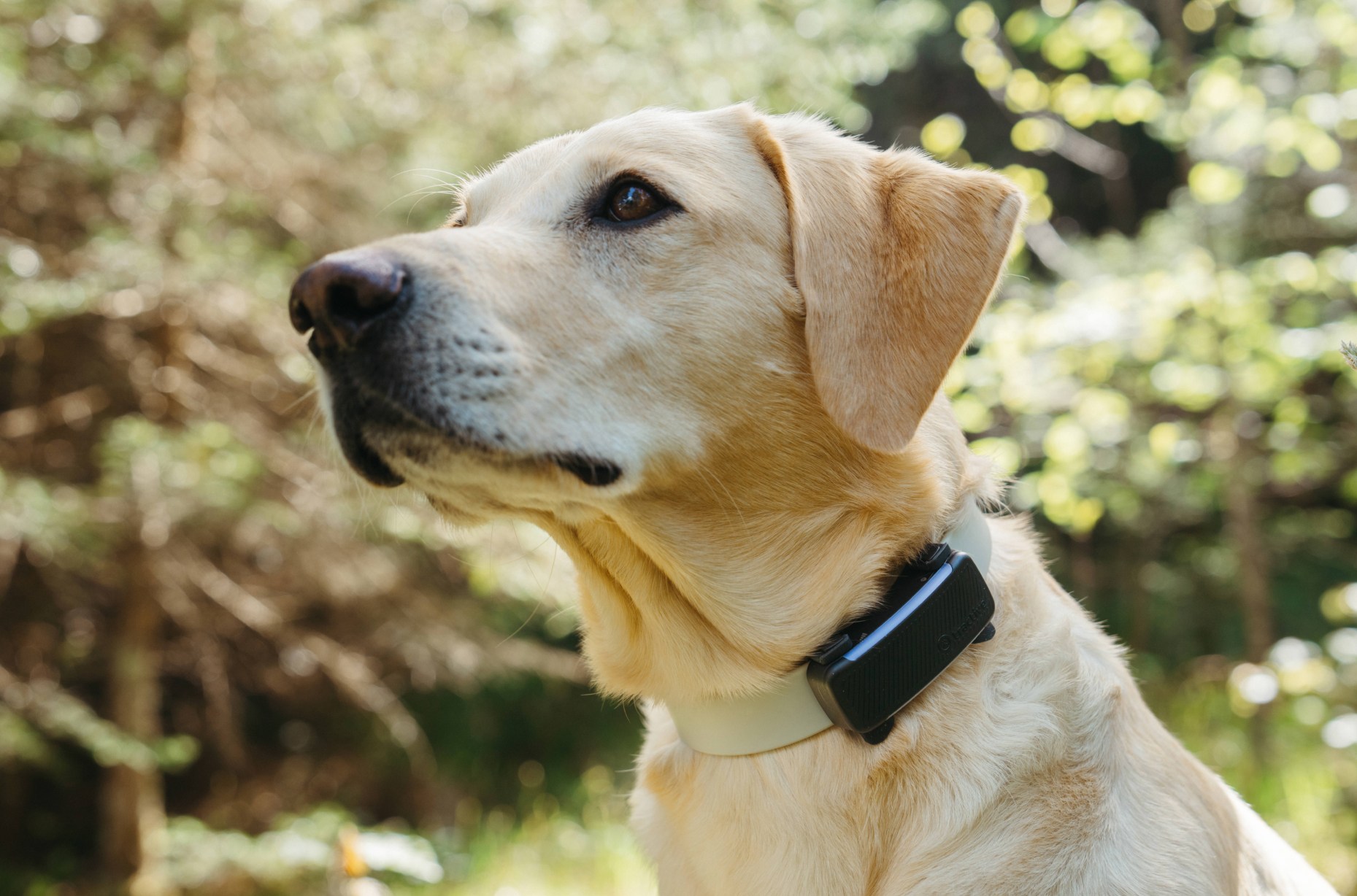 Tractive Akuisisi Whistle, Perangkat Lama Akan Tidak Berfungsi Tahun 2025