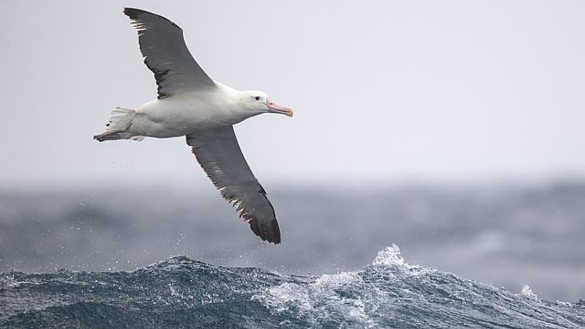 Mengembangkan Drone Hemat Energi dengan Terbang ala Burung Albatros