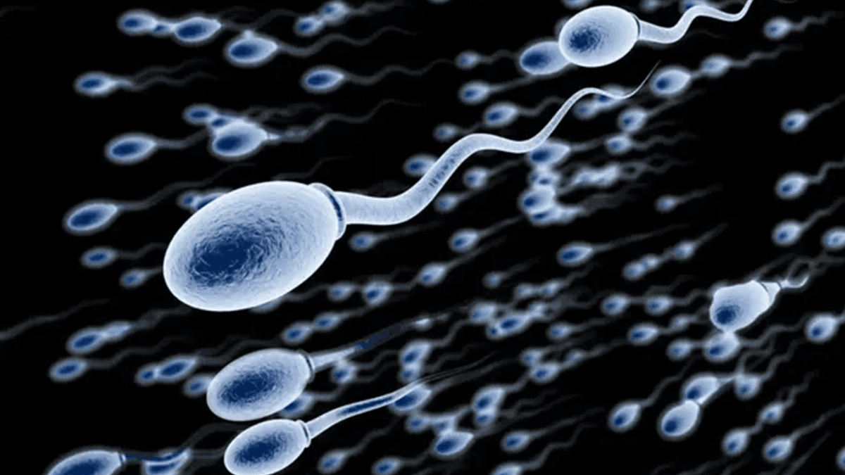 Ukuran Kepala Sperma Menentukan Keberhasilan Aktivasi Telur pada Ikan Medaka