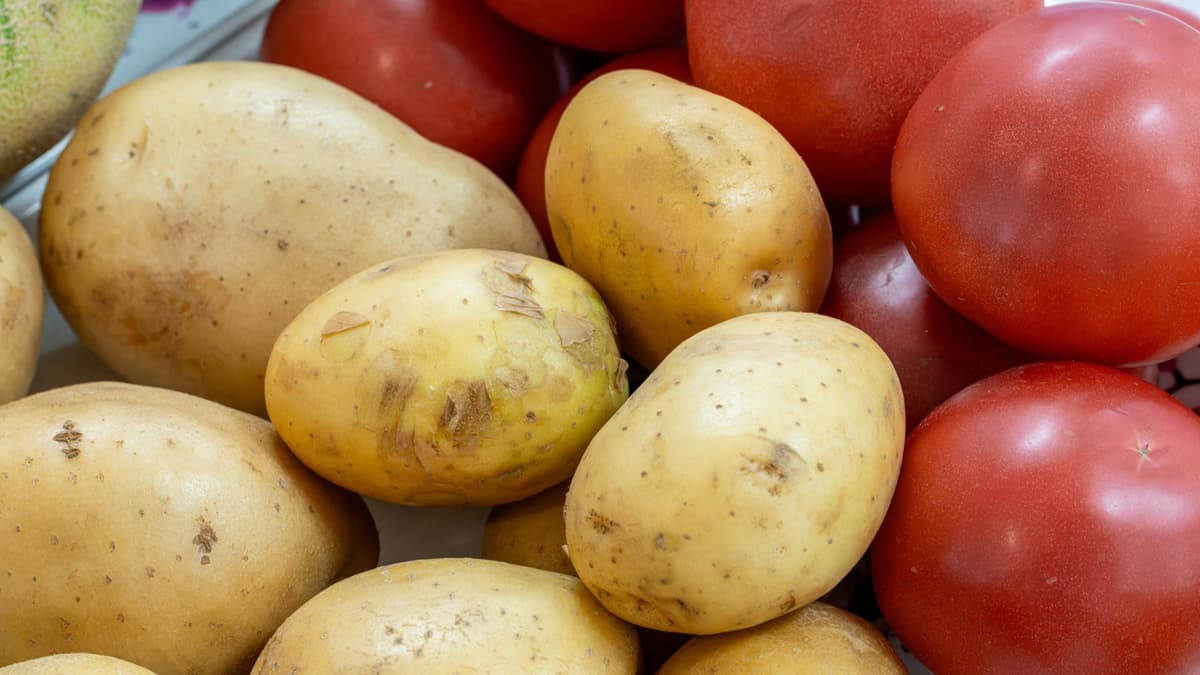 Misteri Asal Usul Kentang Terpecahkan Melalui Studi Hibridisasi Genetik Kuno
