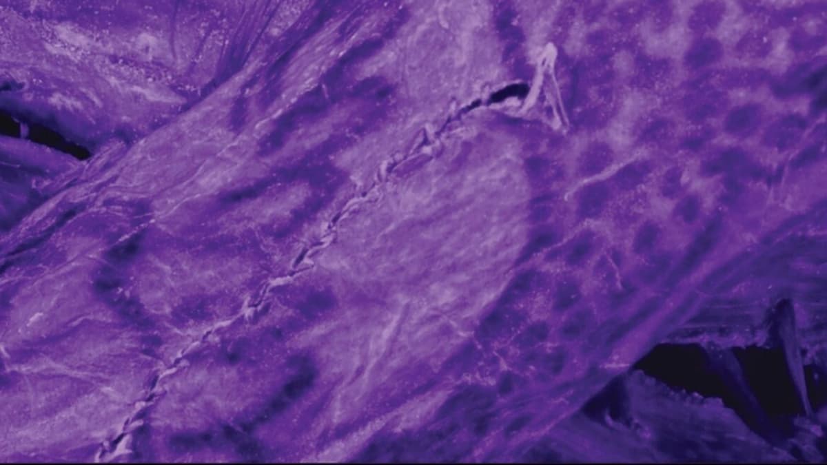 Teknologi Baru Ungkap Seni Tato Terampil dalam Mumi Es Siberia Berusia 2300 Tahun