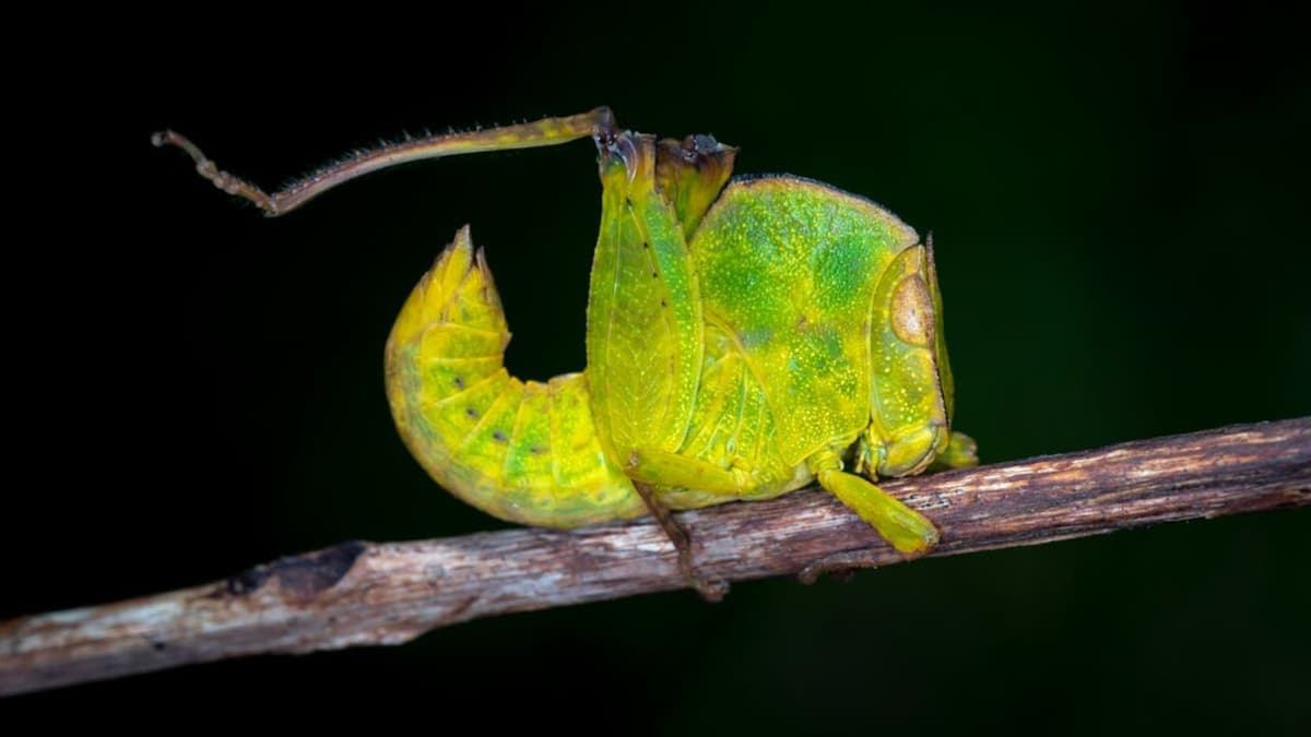 Bentuk Aneh Treehopper Ternyata Bisa Deteksi Listrik Statis, Ini Penjelasannya