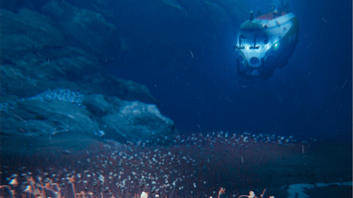 Penemuan Kehidupan Laut Dalam yang Luar Biasa di Kedalaman Ekstrem